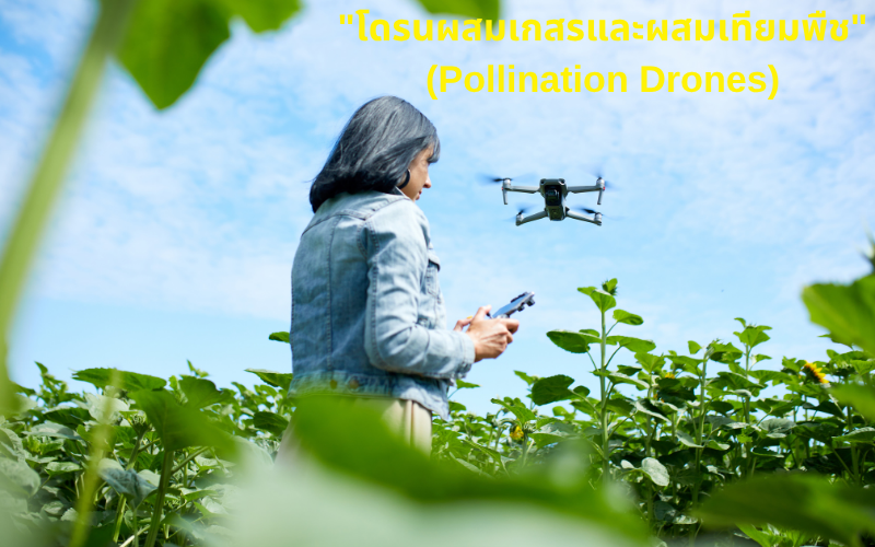 "โดรนผสมเกสรและผสมเทียมพืช" (Pollination Drones)