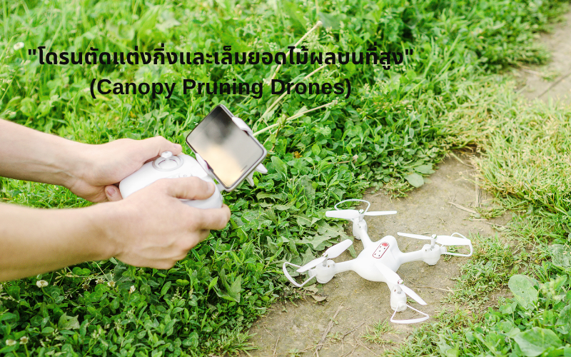"โดรนตัดแต่งกิ่งและเล็มยอดไม้ผลบนที่สูง" (Canopy Pruning Drones)