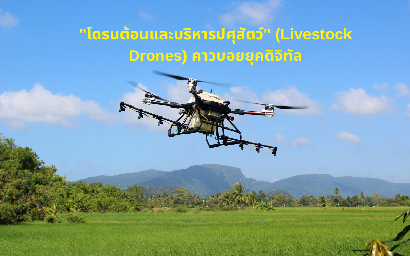 "โดรนต้อนและบริหารปศุสัตว์" (Livestock Drones) คาวบอยยุคดิจิทัล