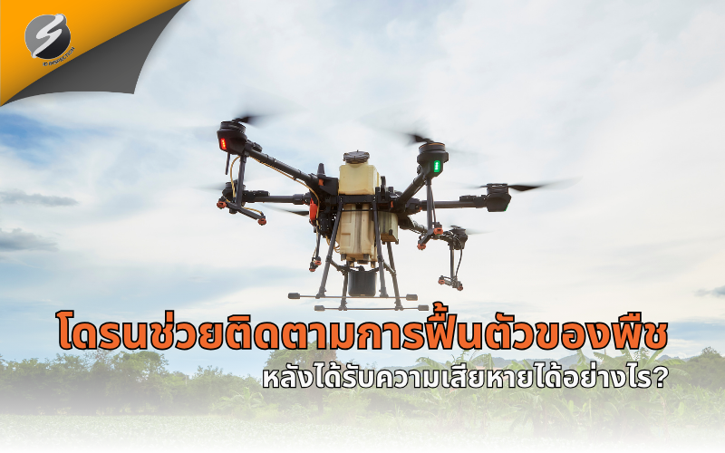 โดรนช่วยติดตามการฟื้นตัวของพืชหลังได้รับความเสียหายได้อย่างไร?